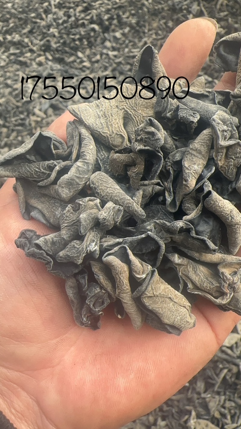 主营东北黑木耳！一手货源直供电商！会销！支持一件代发！