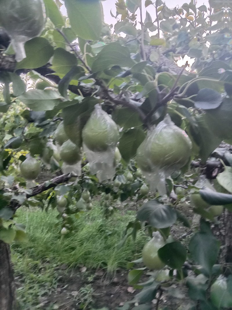 阳信鸭梨，个大色好，脆甜皮薄，大量现货。