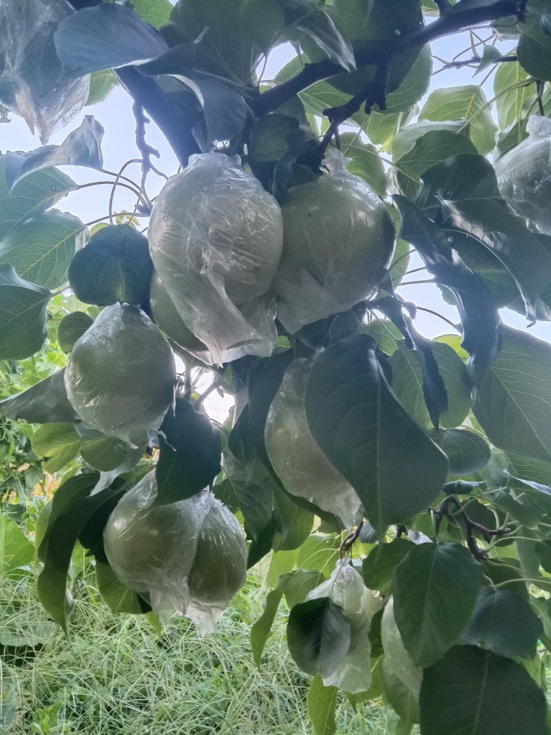 阳信鸭梨，个大色好，脆甜皮薄，大量现货。