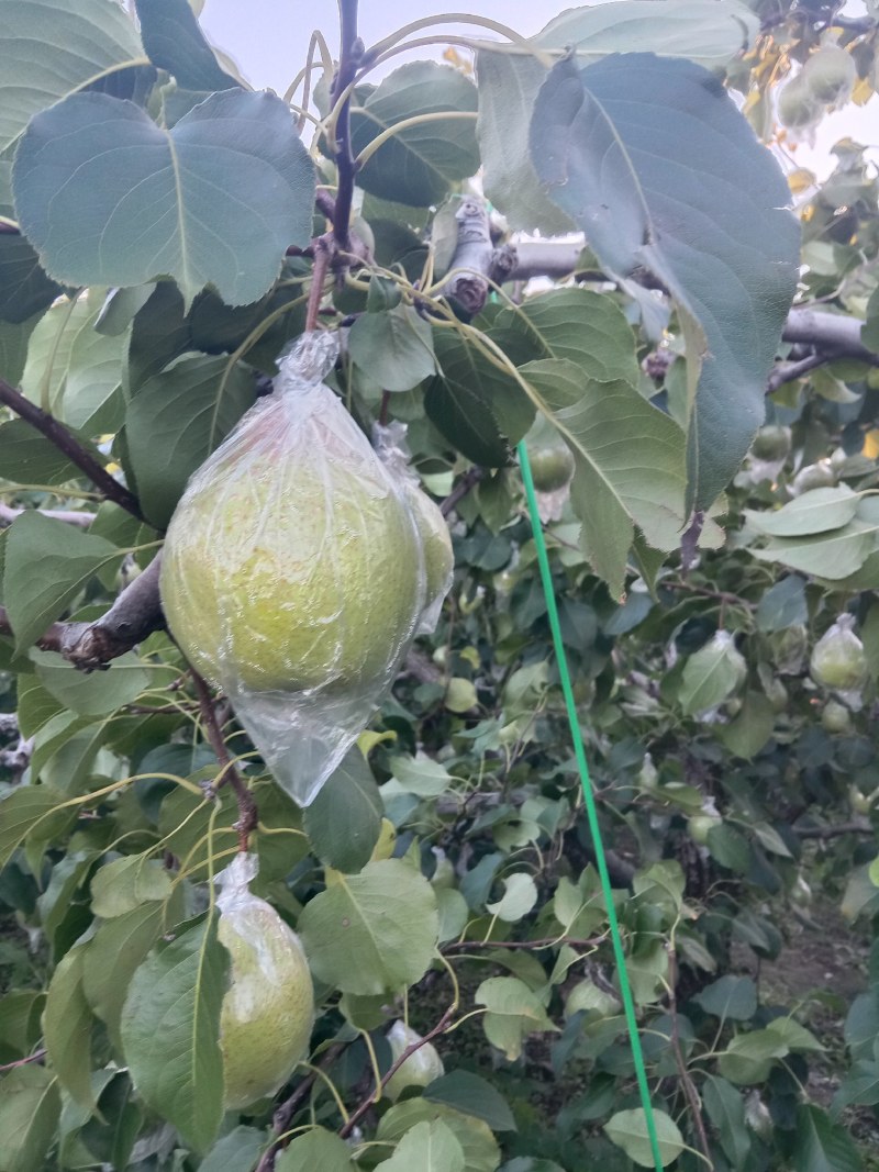阳信鸭梨，个大色好，脆甜皮薄，大量现货。