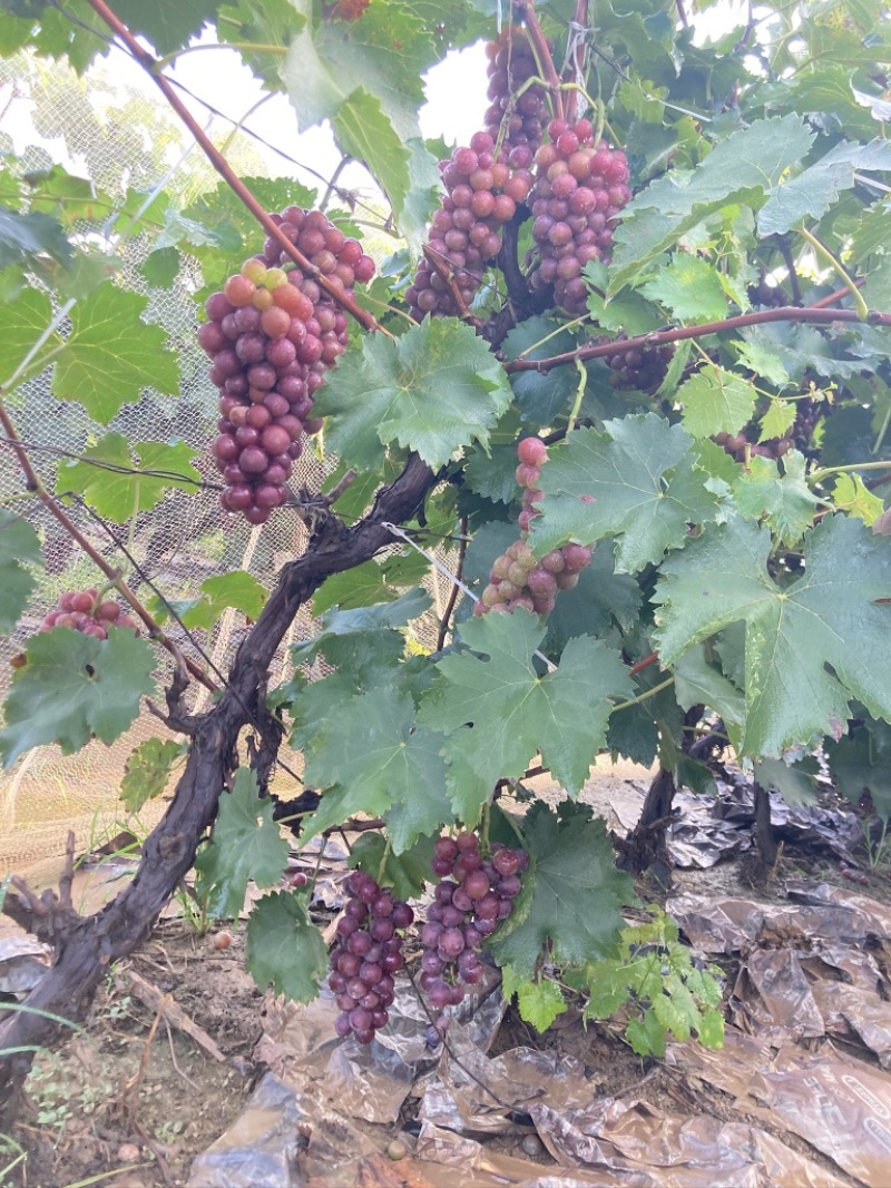 巨峰葡萄
