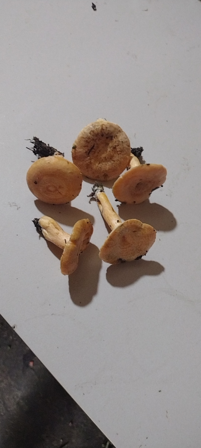 伏牛山野生乌枞菌黄枞菌