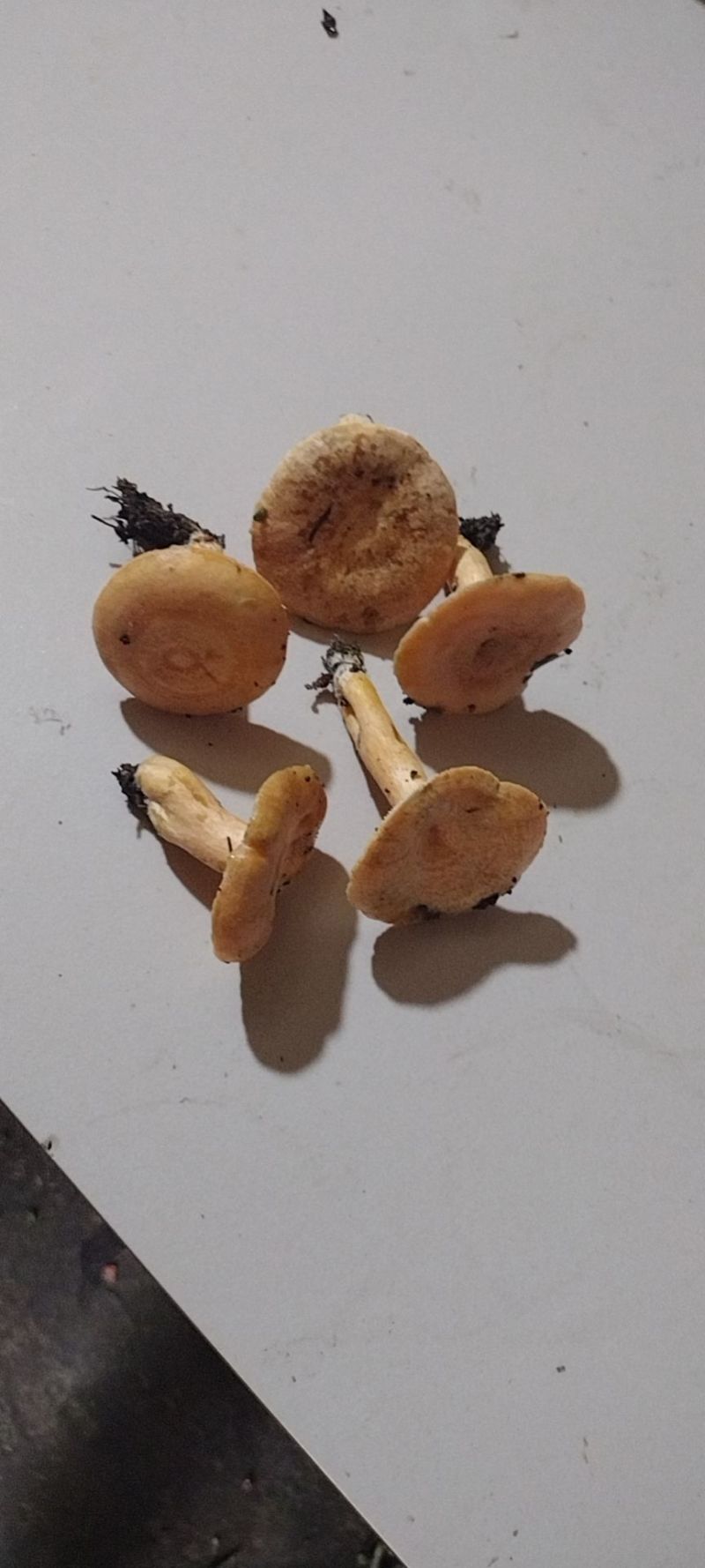 伏牛山野生乌枞菌黄枞菌