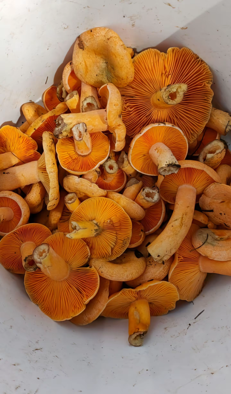 伏牛山野生乌枞菌黄枞菌