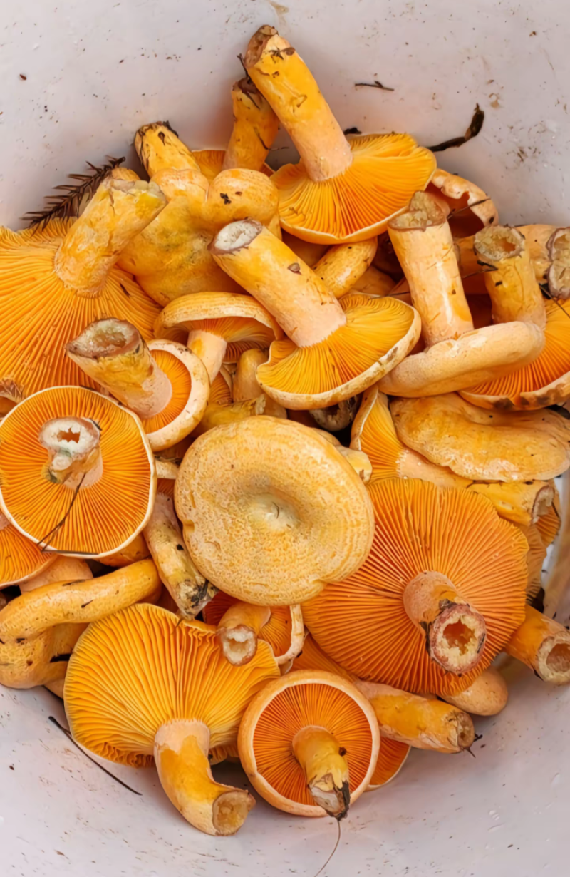 伏牛山野生乌枞菌黄枞菌