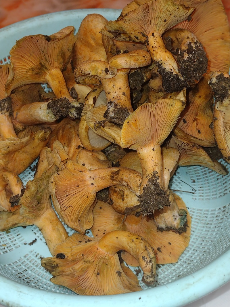 伏牛山野生乌枞菌黄枞菌