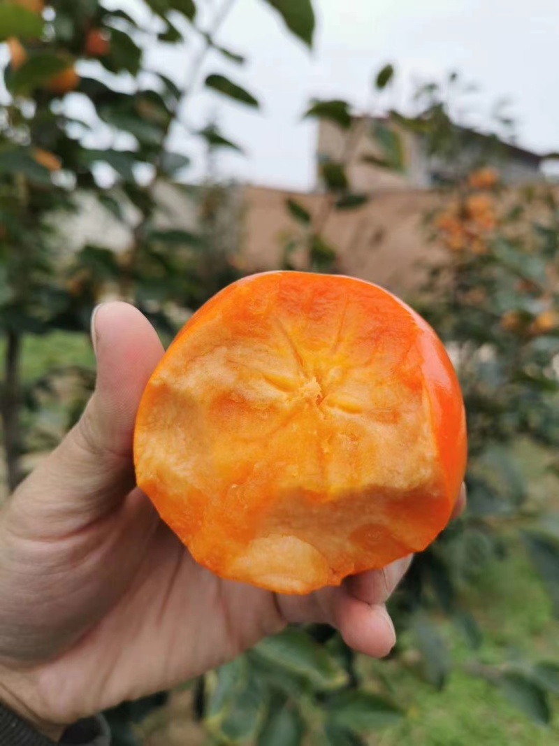 阳丰脆甜柿子山西运城当季水果巧克力脆柿子