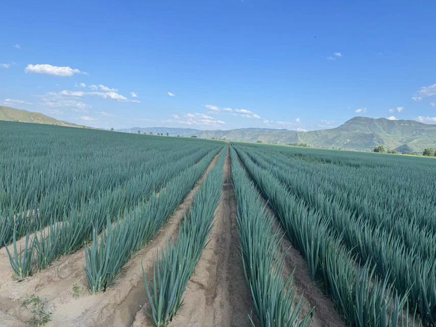 成熟铁杆大葱采收图