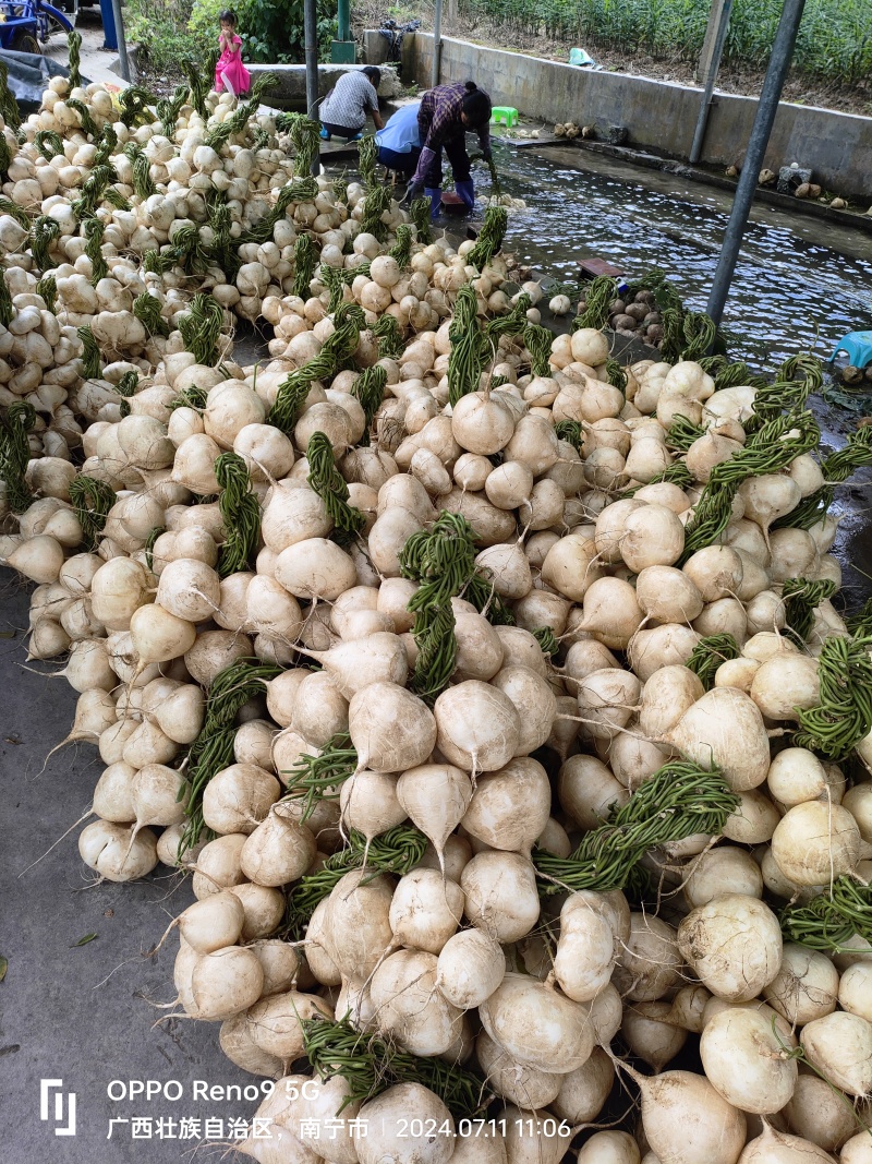 凉薯，地瓜，风景秀丽的大明山下产物，水分足，易剥皮。