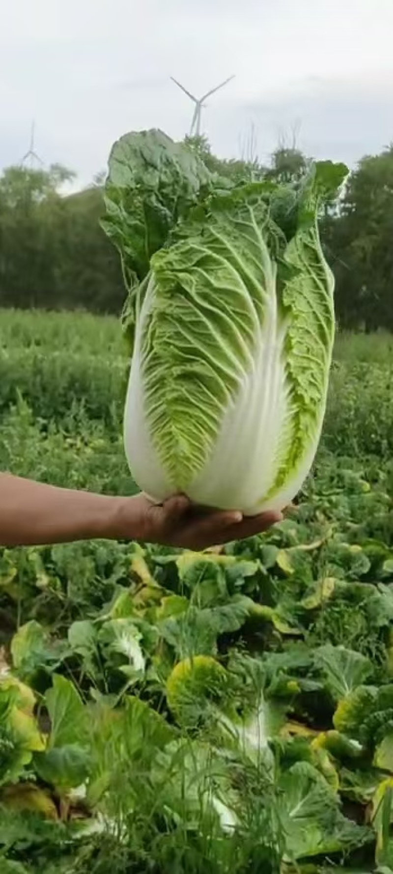 大白菜，精品黄心大白菜质量保证