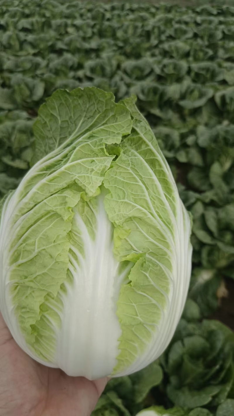 大白菜，精品黄心大白菜质量保证