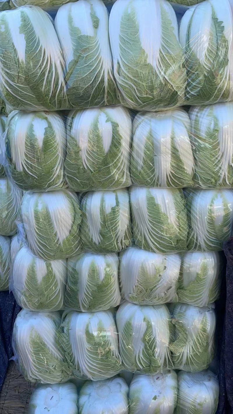 大白菜，精品黄心大白菜质量保证