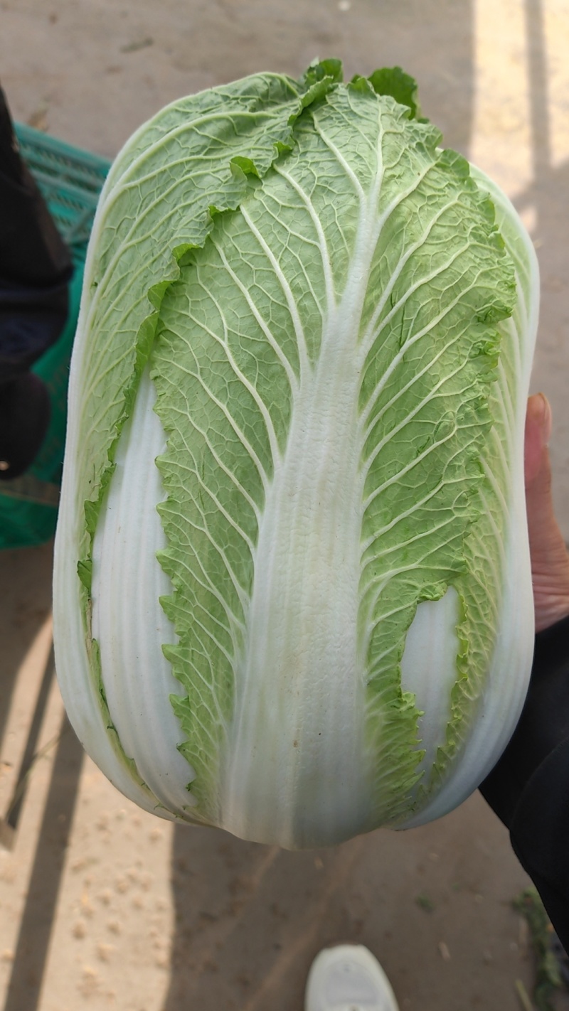 大白菜，精品黄心大白菜质量保证