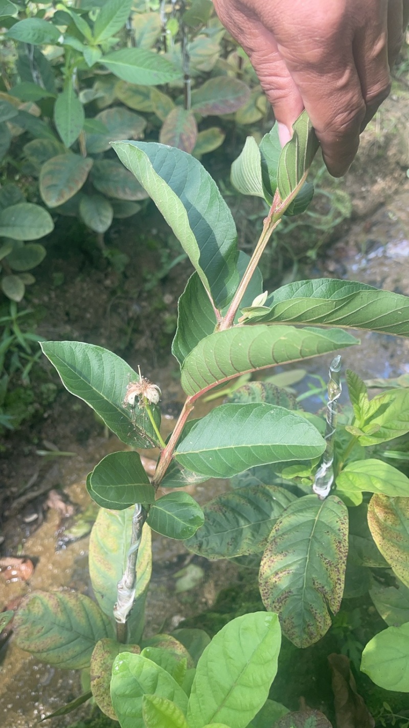 西瓜红番石榴苗30~50cm规格齐全欢迎来电下单