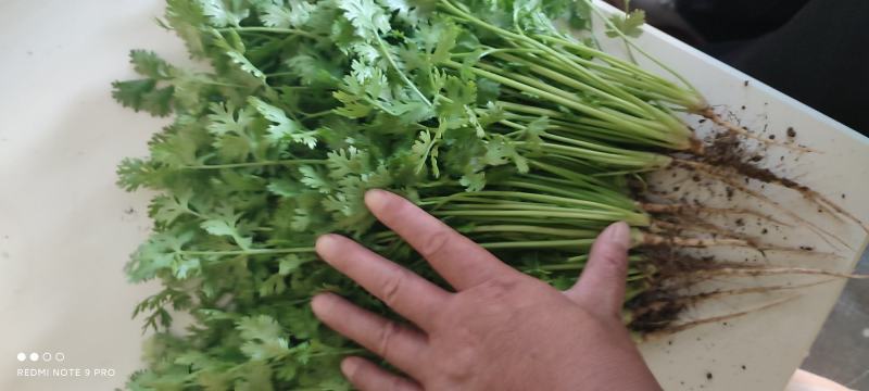 河北铁杆香菜新鲜上市，价格美丽，质量好，走货快，欢迎采购