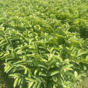 西瓜红番石榴苗30~50cm规格齐全欢迎来电下单