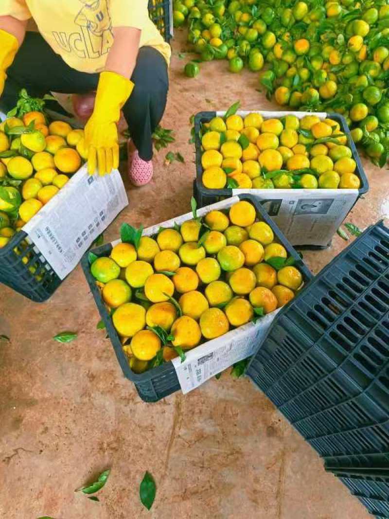 湖北宜昌蜜橘无籽、货源充足有出口资质，欢迎咨询