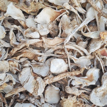 野生鹅蛋菌，手工切片无霉无杂干度好，新品上市数量有限
