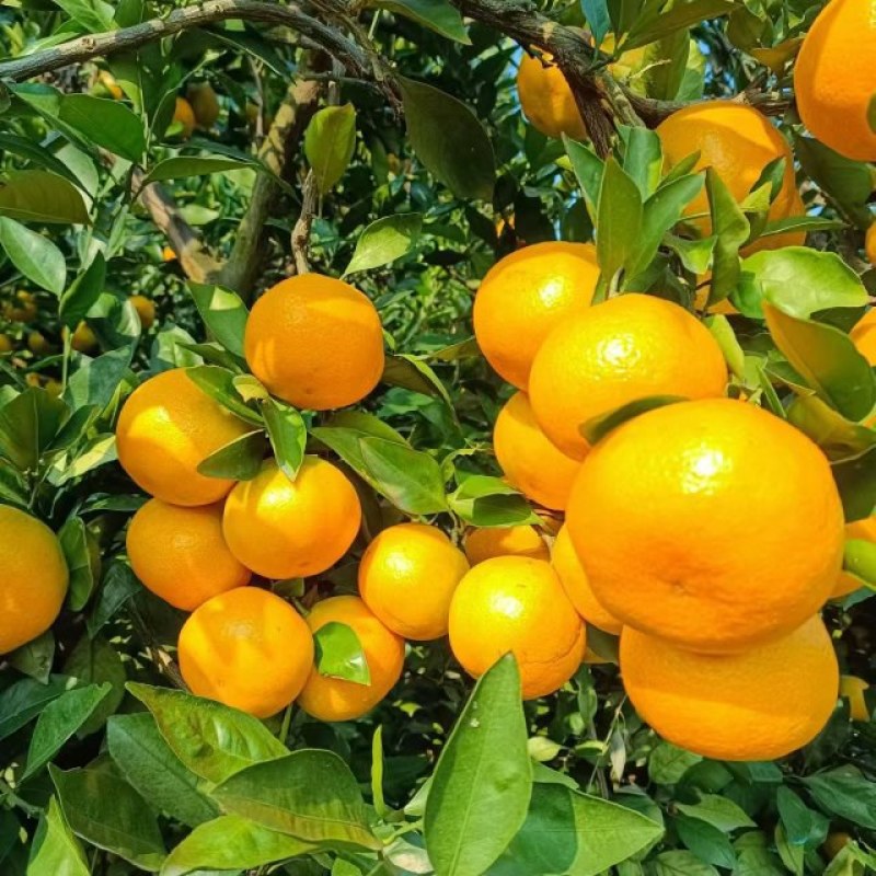 湖北宜昌蜜橘软嫩化渣，橘味鲜浓，有出口资质