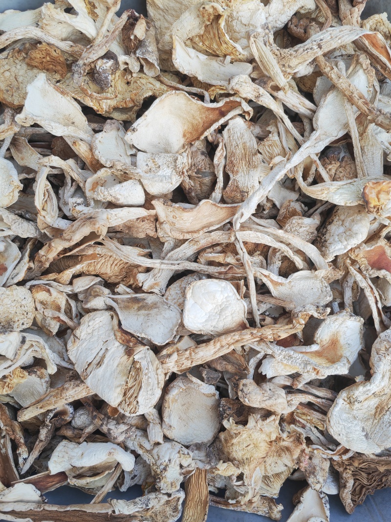 野生鹅蛋菌，手工切片无霉无杂干度好，新品上市数量有限