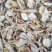 野生鹅蛋菌，手工切片无霉无杂干度好，新品上市数量有限