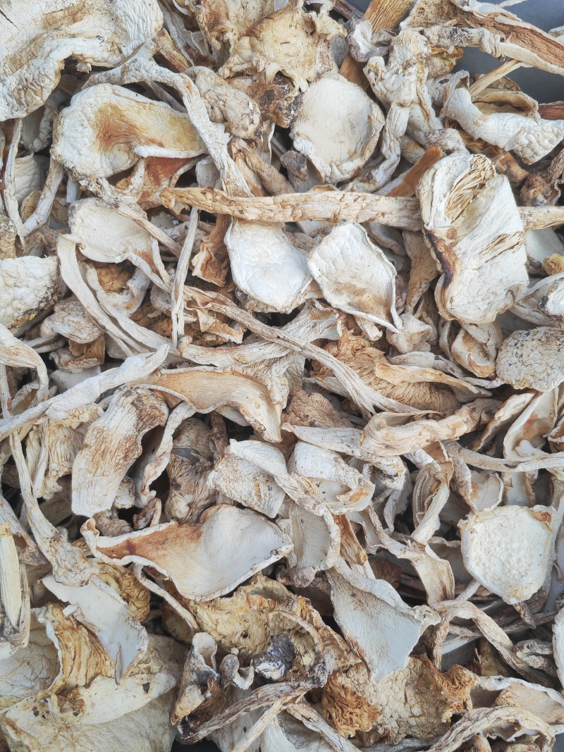 野生鹅蛋菌，手工切片无霉无杂干度好，新品上市数量有限