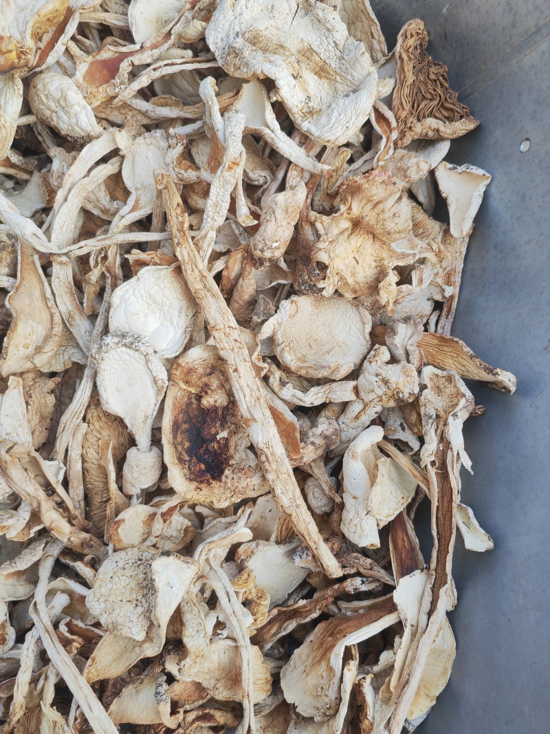 野生鹅蛋菌，手工切片无霉无杂干度好，新品上市数量有限
