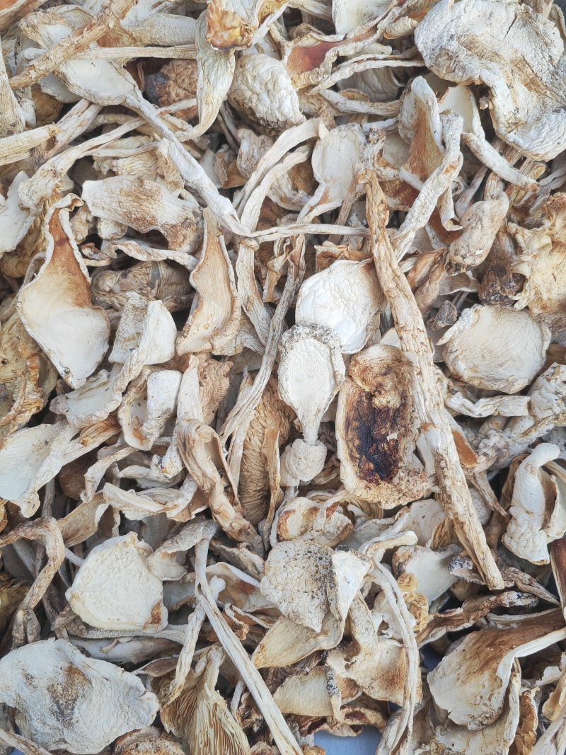 野生鹅蛋菌，手工切片无霉无杂干度好，新品上市数量有限
