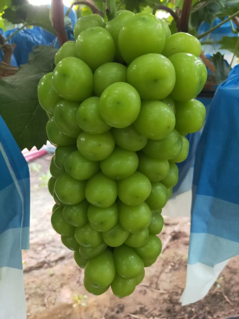 阳光玫瑰