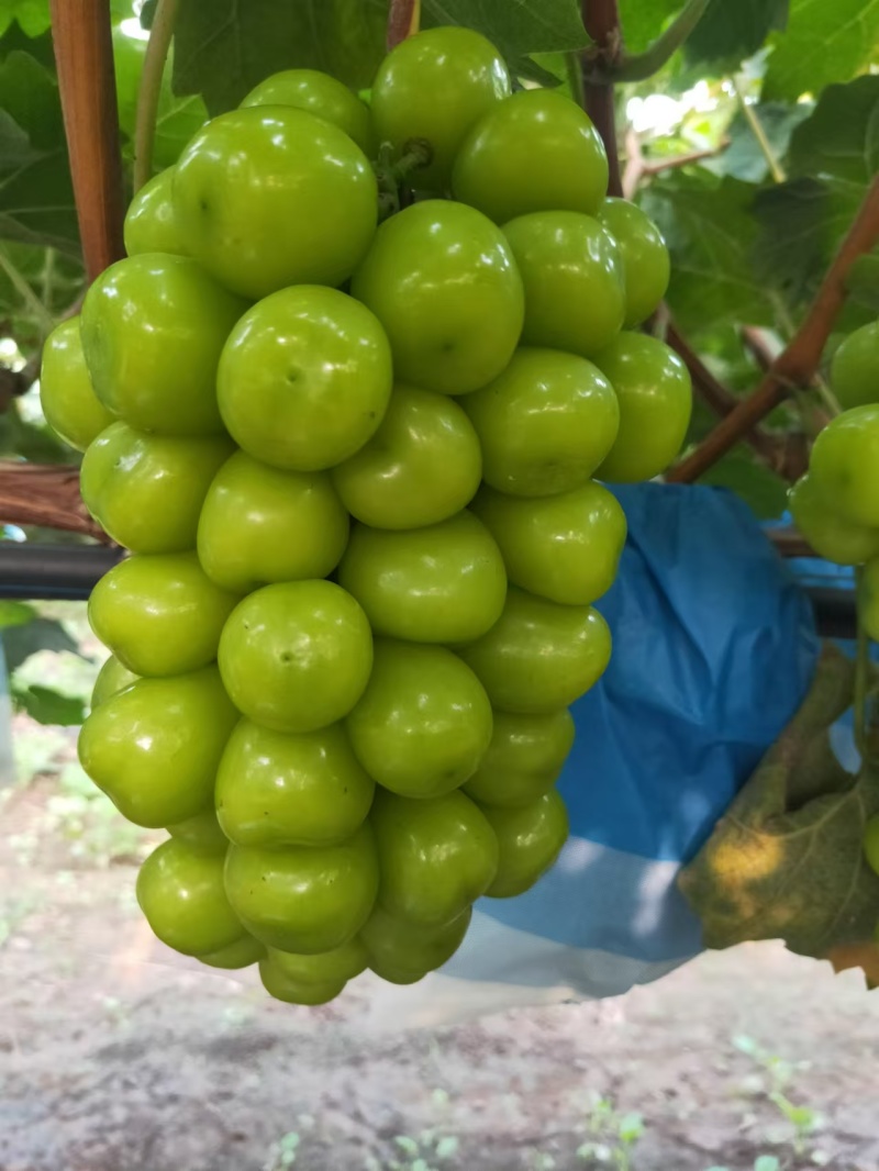 阳光玫瑰