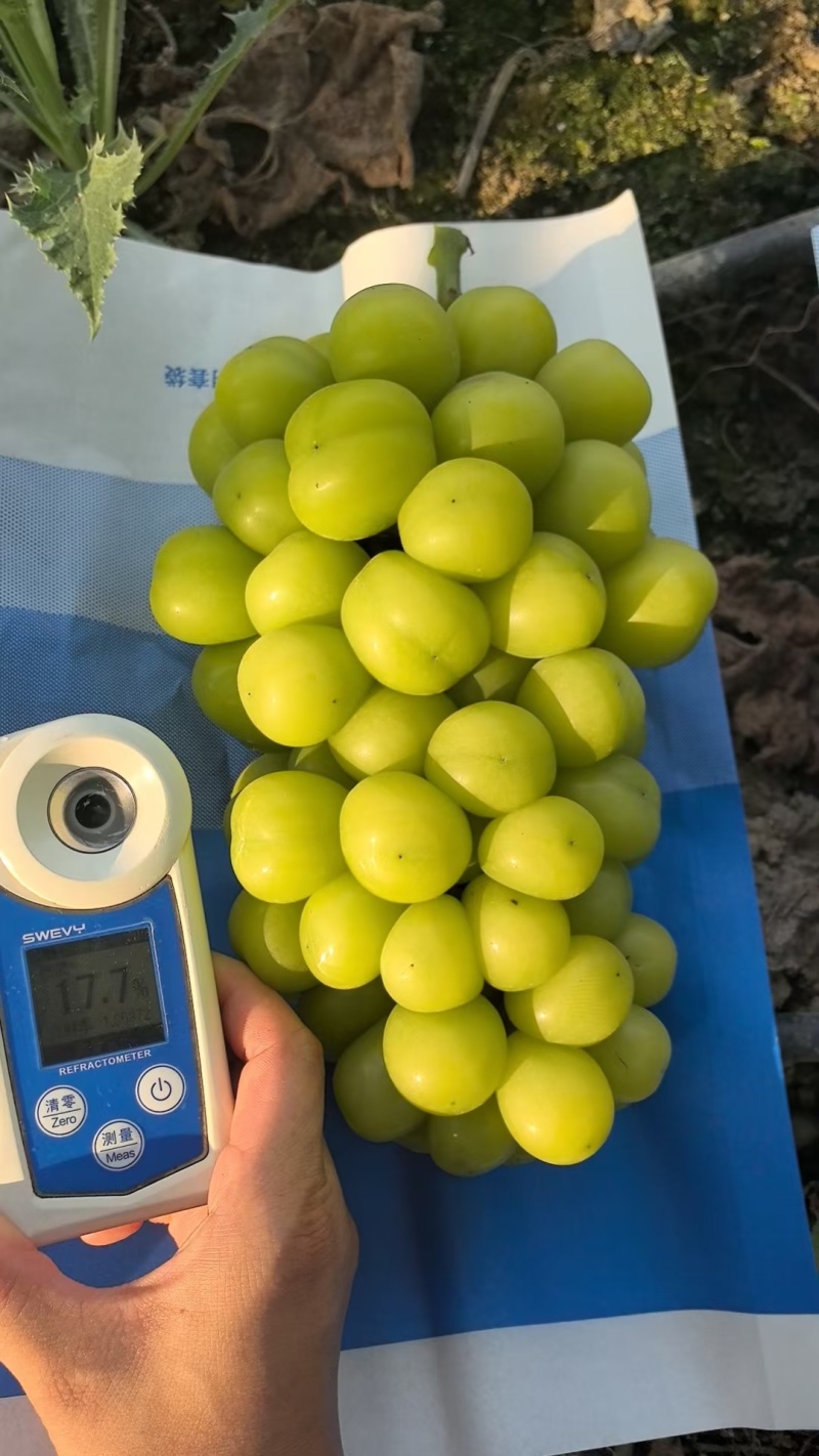 阳光玫瑰