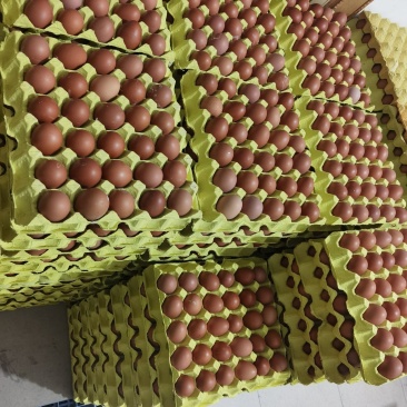 精品小红蛋
