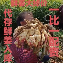 河南鲜姜大黄姜『代存入库』一比一配资（产地一手货源）