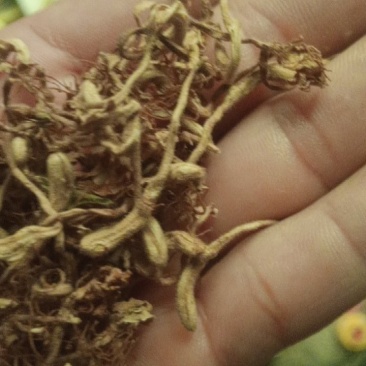 优质金银花，又名二花