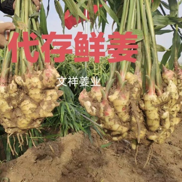 万亩～安丘鲜姜『代存沙土大黄姜、小黄姜』（坏烂包赔）