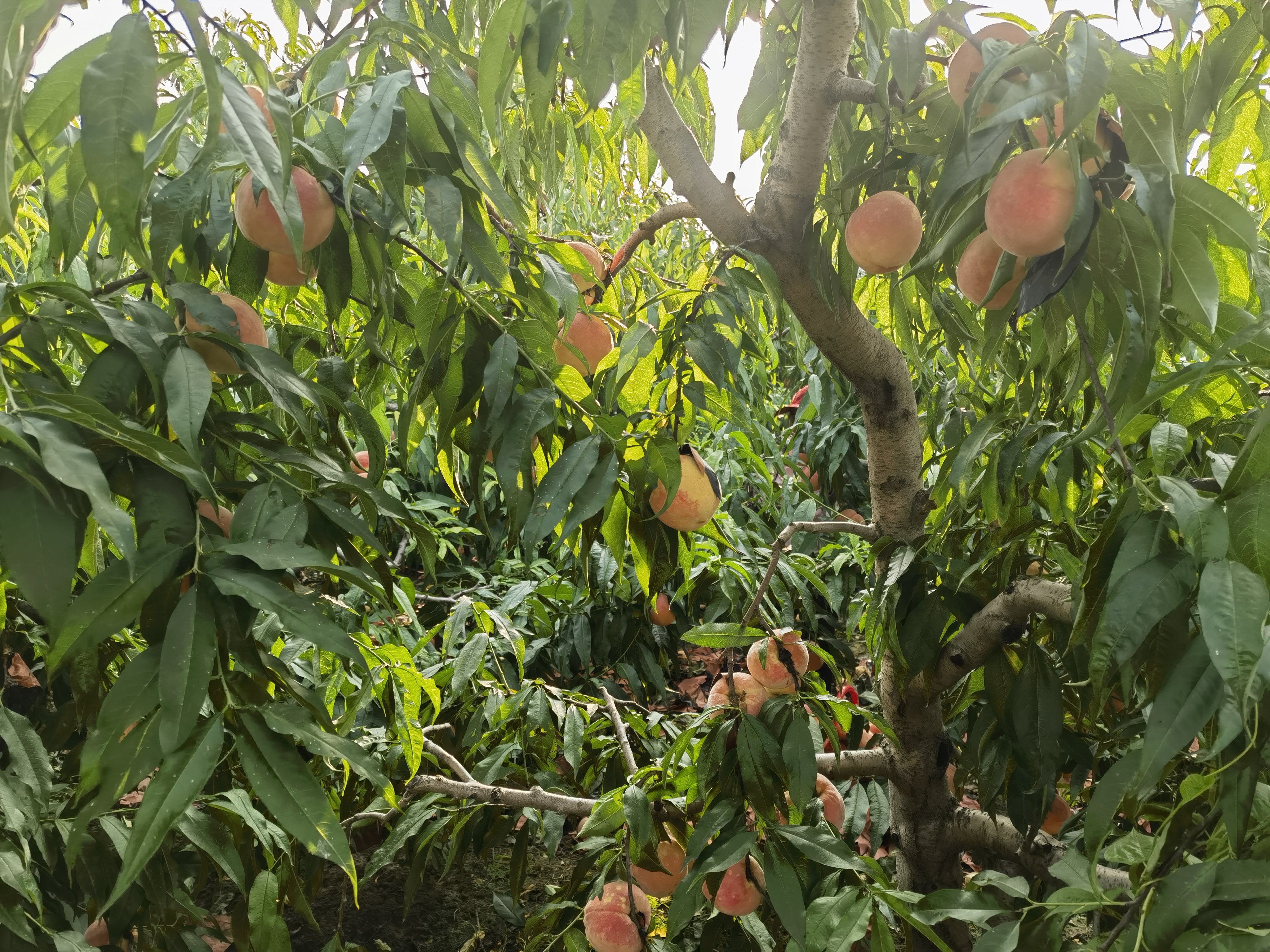 一颗颗红润饱满的突围桃挂满枝头,果实表面覆盖着一层细密的白霜,显示出其新鲜度与自然状态 成熟待采摘的突围桃特写