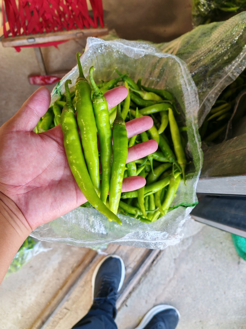 热销，精品杭椒产地直供，一手货源，品质保证。