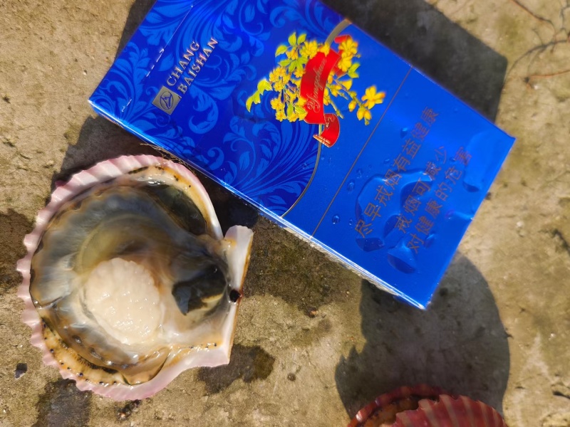 扇贝港湾贝小红贝！