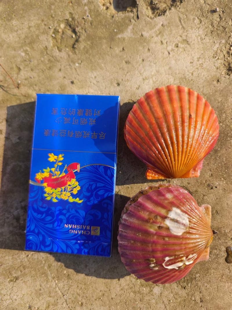 扇贝港湾贝小红贝！