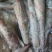 北部湾船冻鱿鱼