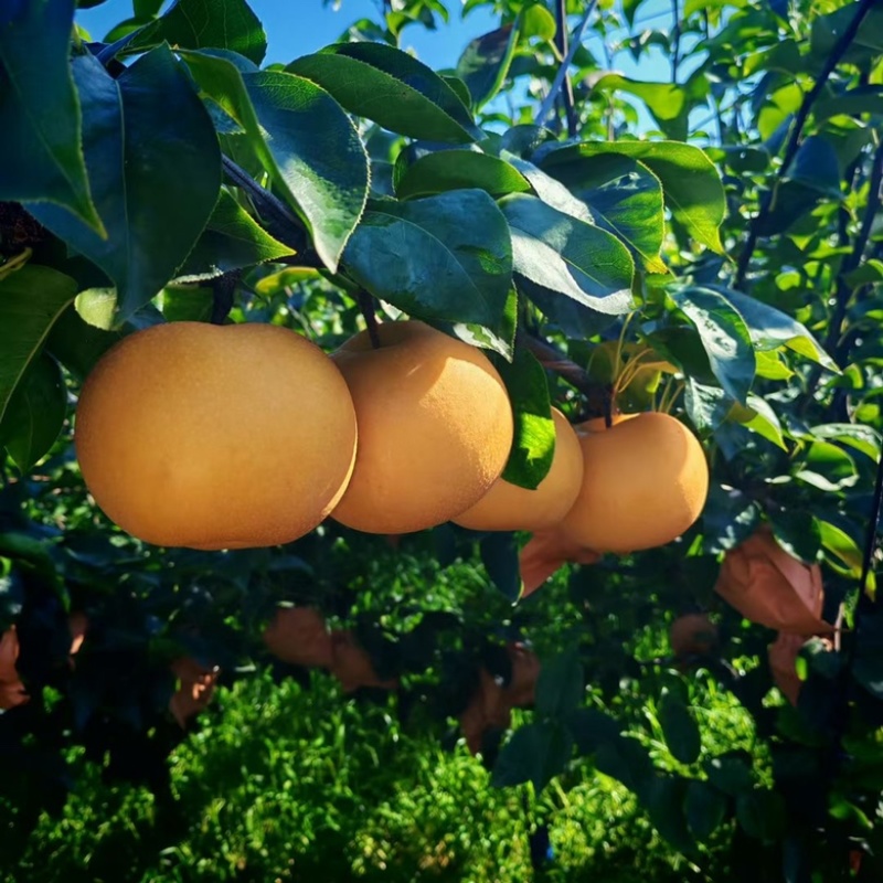 山东秋月梨🍐上市，产地直销，大量出货，恭迎前来采购