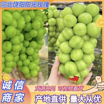 河北葡萄阳光玫瑰货源充足量大从优价格实惠实力发全国