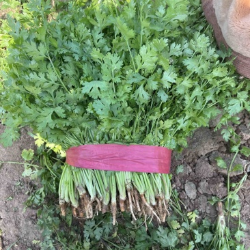 河南香菜大量有货发市场入库加工厂等致电有优惠