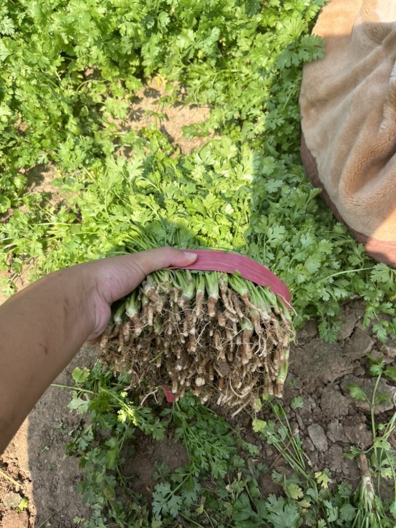 河南香菜大量有货发市场入库加工厂等致电有优惠