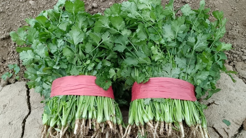 河南香菜大量有货发市场入库加工厂等致电有优惠