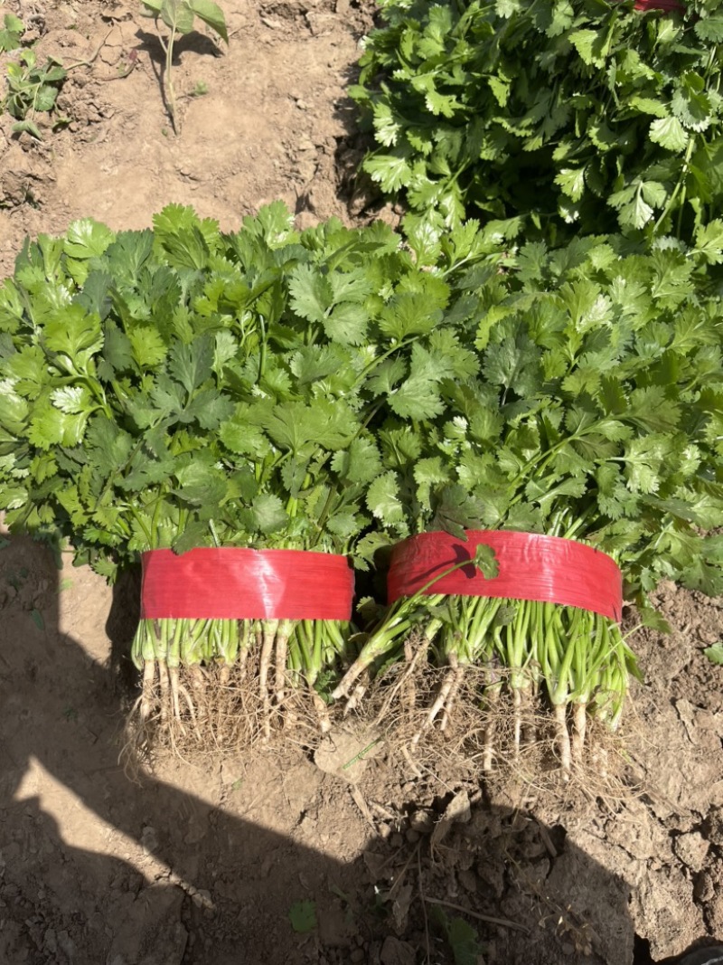 河南香菜大量有货发市场入库加工厂等致电有优惠