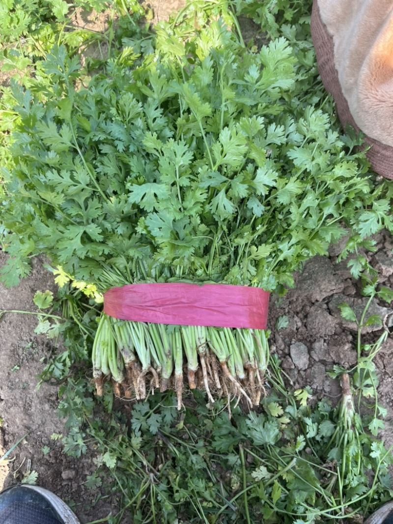 河南香菜大量有货发市场入库加工厂等致电有优惠