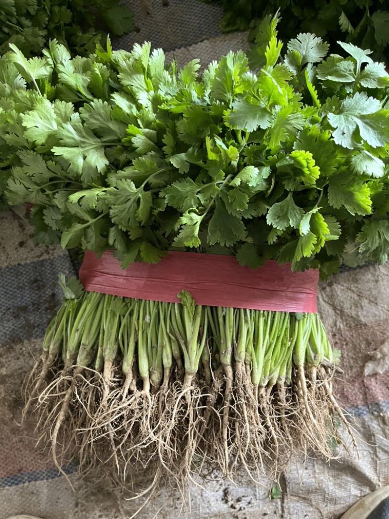 河南香菜大量有货发市场入库加工厂等致电有优惠