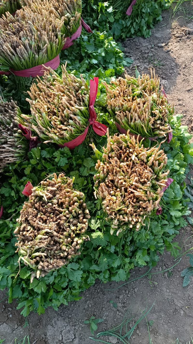河南香菜大量有货发市场入库加工厂等致电有优惠