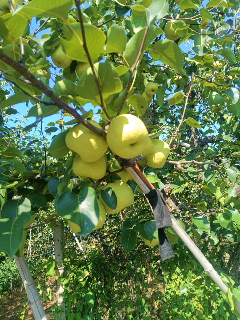 贡梨，六两以上，基地直供，大量供应市场，包送，保质保量